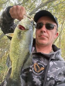 Largemouth Bass