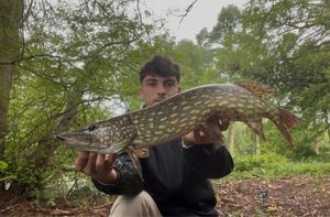 Northern Pike