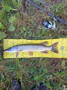 Northern Pike