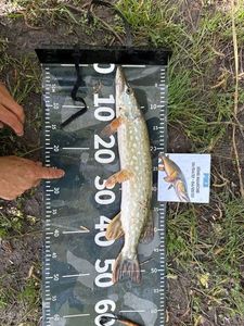 Northern Pike