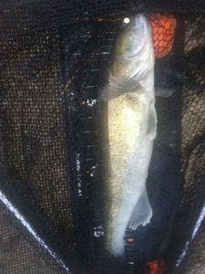 Zander
