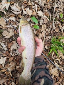 Brown Trout