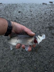 European Bass (Seabass)