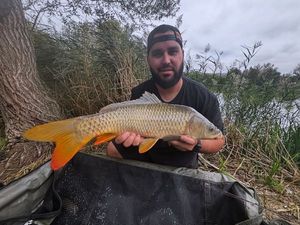 Common Carp