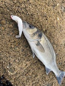 European Bass (Seabass)