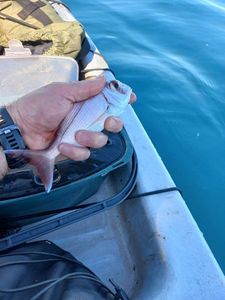 Red Porgy
