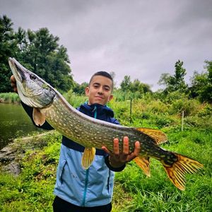Northern Pike