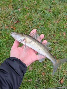 Zander