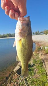 Largemouth Bass