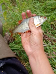Roach