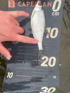 Roach