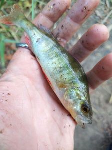 European Perch