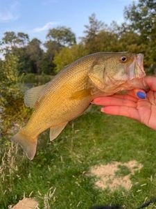 Smallmouth Bass