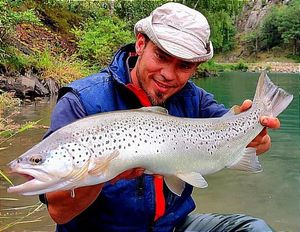 Brown Trout