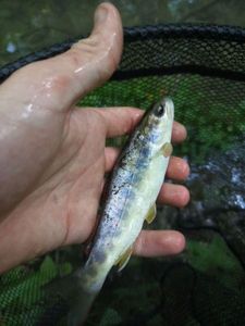 Brown Trout