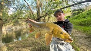 Barbel