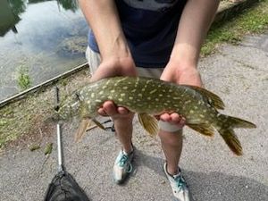 Northern Pike