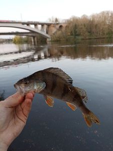 European Perch