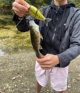 European Perch