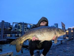 Common Carp