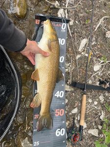 Barbel