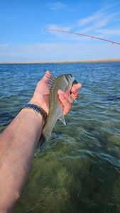 European Bass (Seabass)