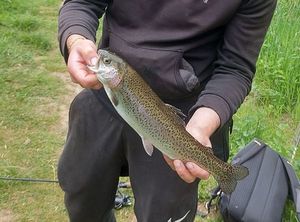 Rainbow Trout