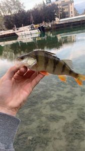 European Perch