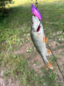 European Perch