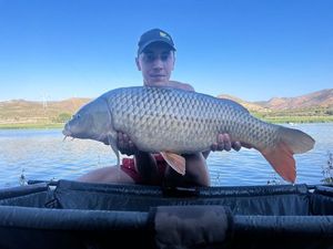 Common Carp