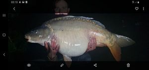 Mirror Carp