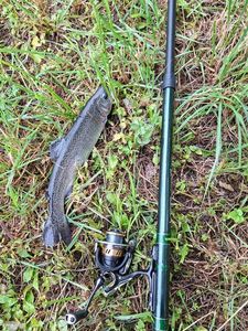 Rainbow Trout