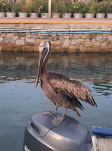 Pelican