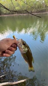 Largemouth Bass