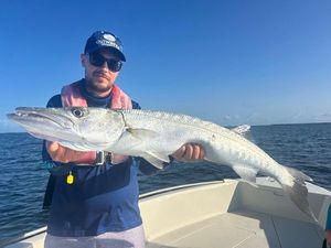 Great Barracuda