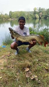 Northern Pike
