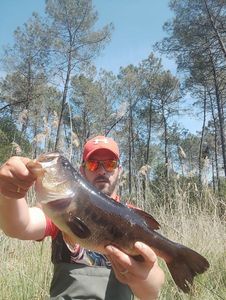 Largemouth Bass