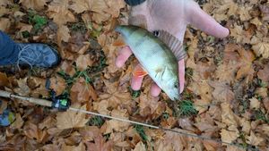 European Perch