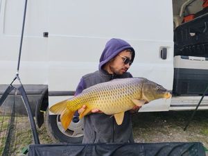Common Carp