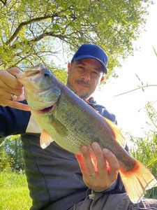 Largemouth Bass
