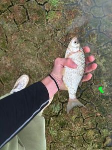 White bream