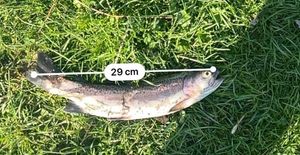 Rainbow Trout