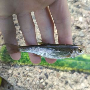 Common Minnow