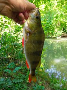 European Perch