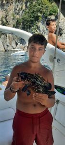 Orange Spotted Grouper