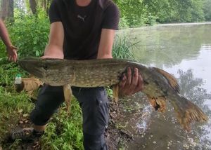 Northern Pike
