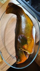 Ballan Wrasse