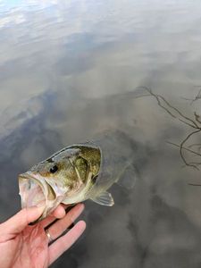 Largemouth Bass