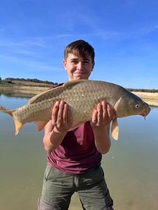 Common Carp