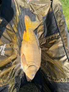 Mirror Carp